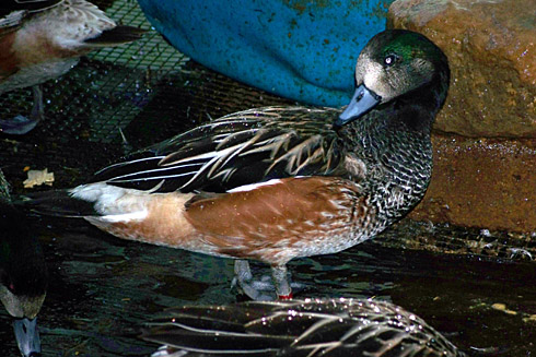 Chiloe Drake preening